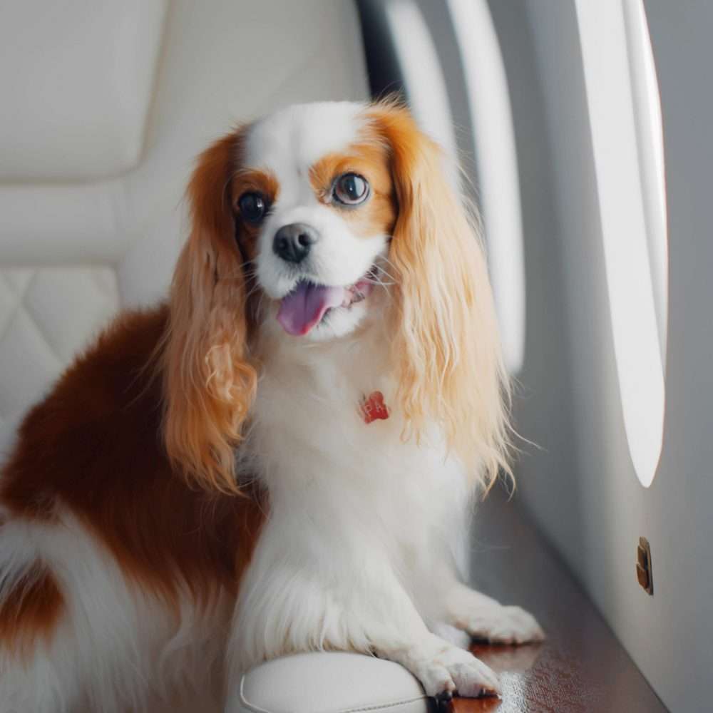 Private Jet Services