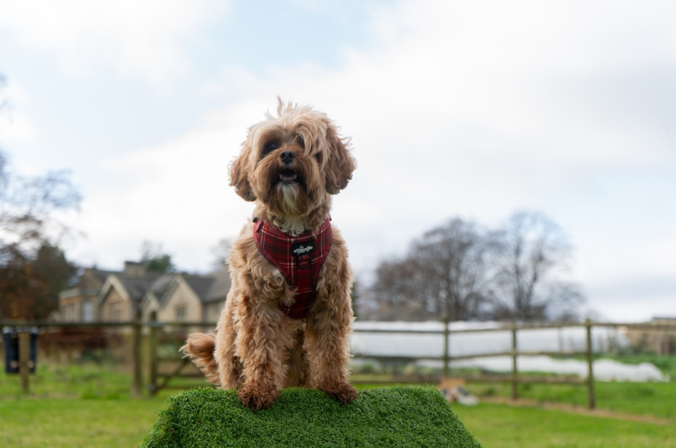dog sitting outside on agility course at Homewood hotel