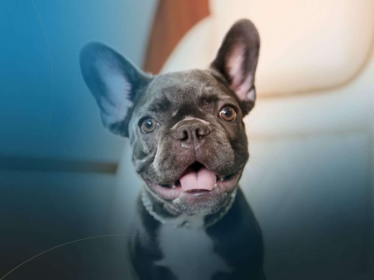 french bulldog smiling