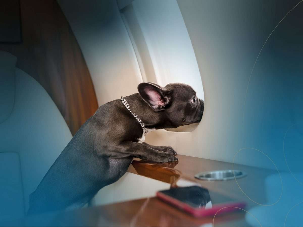 french bulldog looking out of private jet window