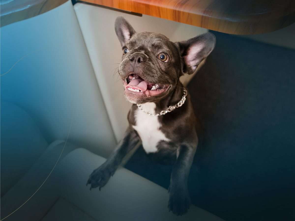 pets on jets french bulldog