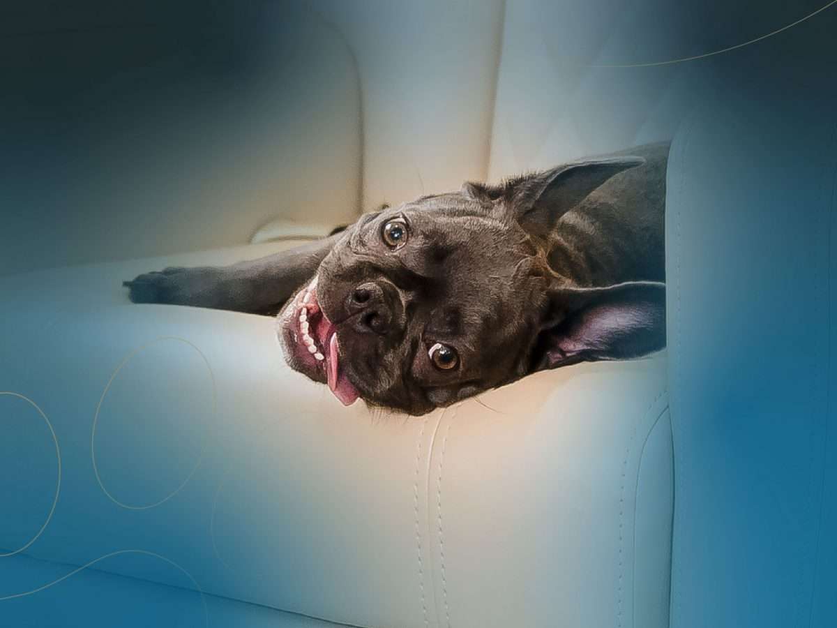 french bulldog lying on chair