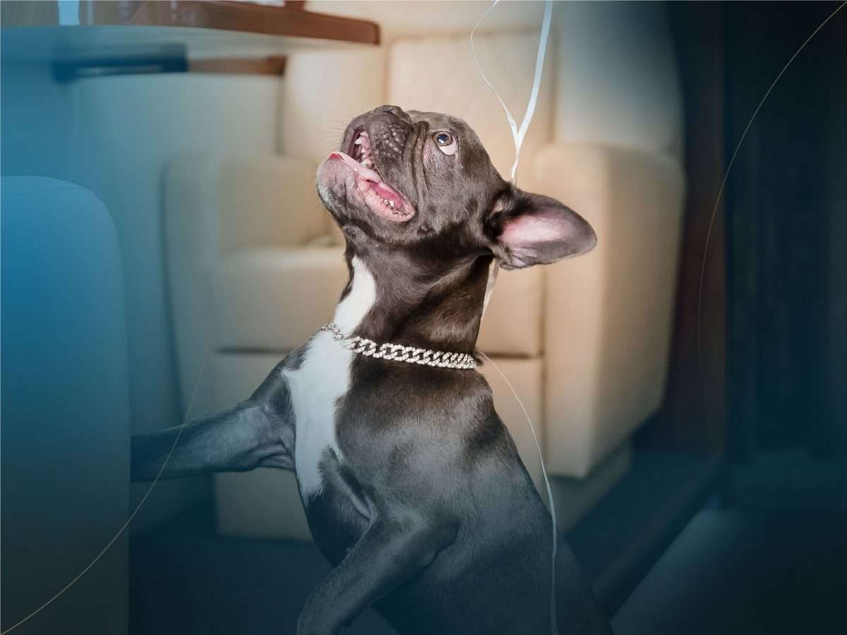 pets on jets - french bulldog looking up