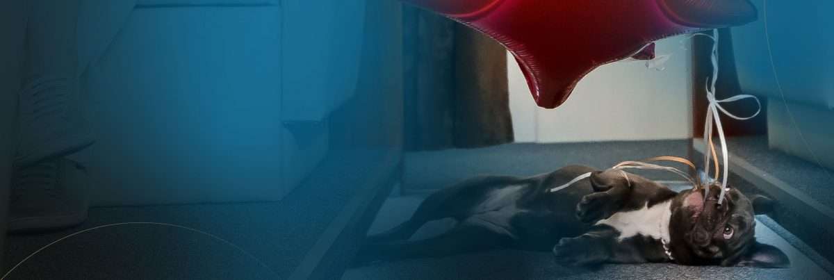 pets on jets french bulldog lying on floor playing with balloons