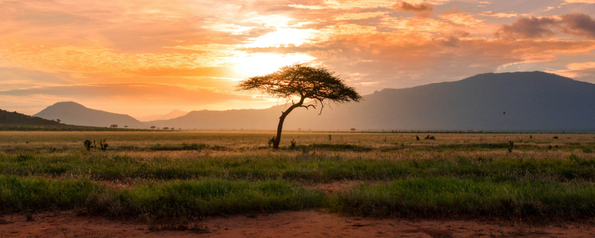 safari by private jet