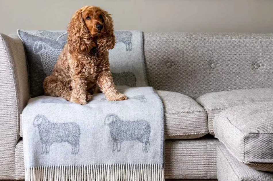 Dog sitting on blanket on a sofa at Langdale Chase