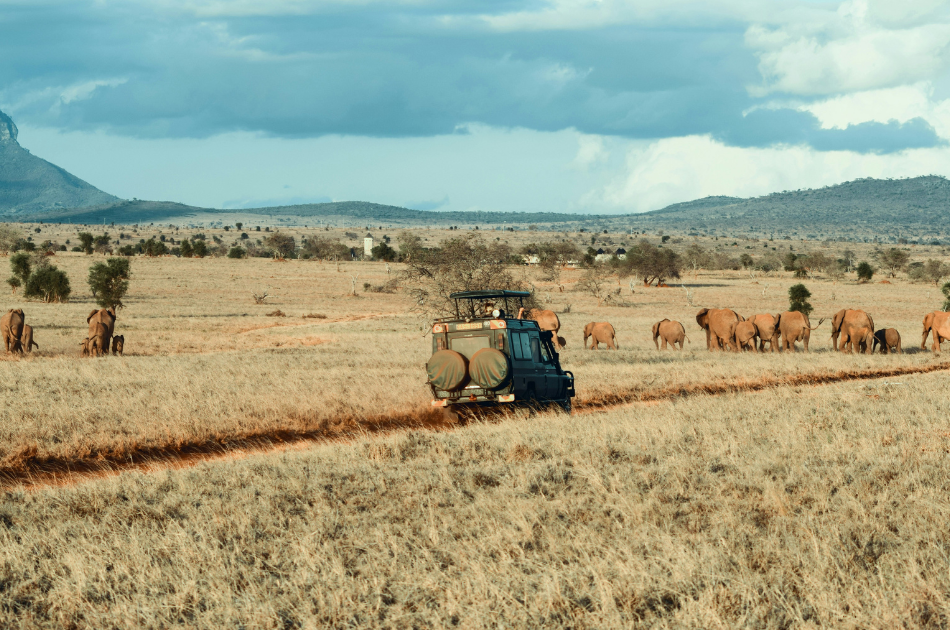safari vehicle
