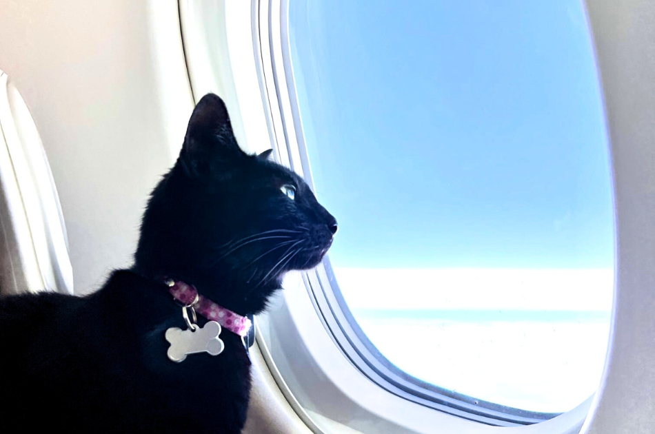 cat on private jet looking out the window
