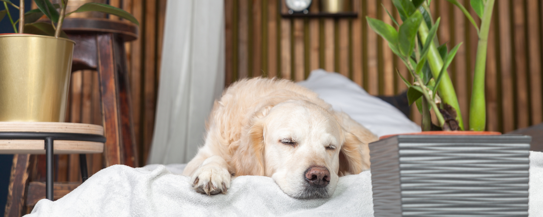 pet friend hotels - Labrador asleep on bed
