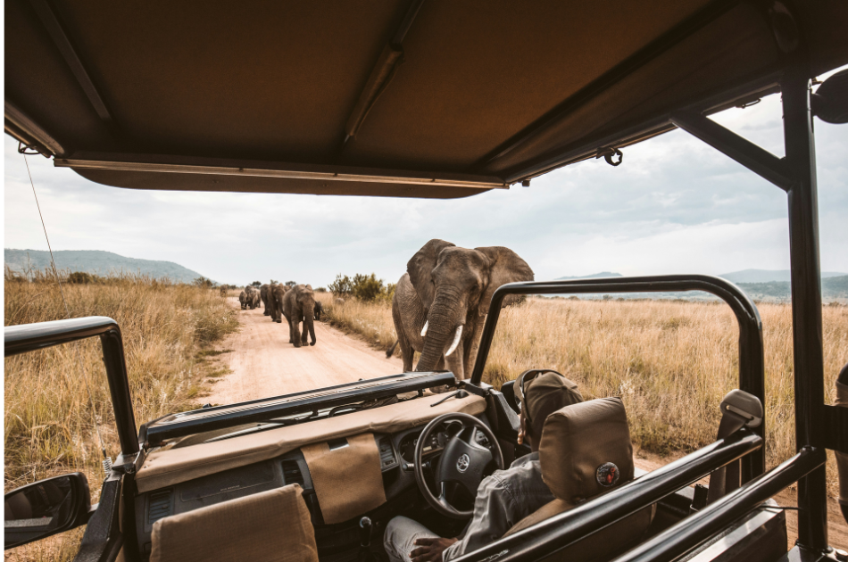viewing elephants on safari