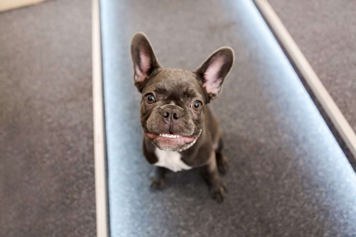 French Bulldog sitting on floor in cabin
